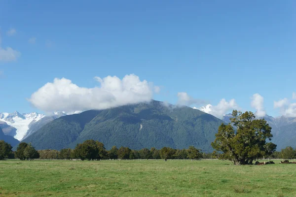 Rinder Auf Einem Feld Schatten Eines Baumes Ländlichen Neuseeland Windschatten — Stockfoto