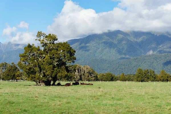 Cattle Field Sheltering Sun Shade Tree Rural New Zealand Lee — Stock Photo, Image