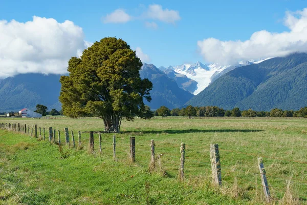 Tree Field Fence Running Road Rural New Zealand Westland Fox — Stock Photo, Image