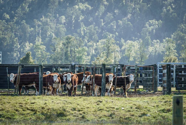 Cattle in yard behind fence in stock yard in typical rural New Zealand scene in Westland in South Island.