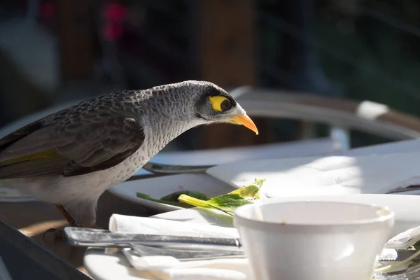 Ruidoso Minero Pájaro Que Rasca Mesa Del Restaurante Después Licencia — Foto de Stock
