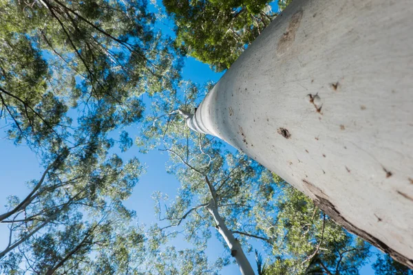 Grande Árvore Eucalipto Branco Sem Casca Elevando Acima Para Dossel — Fotografia de Stock