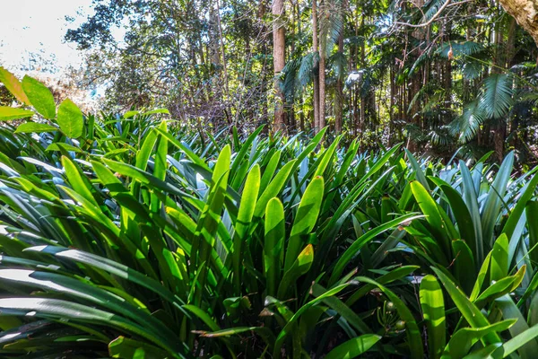 Grün Und Sonnenschein Gapanthus Blätter Gegenlicht Der Sonne Mit Eukalyptusbaumwald — Stockfoto