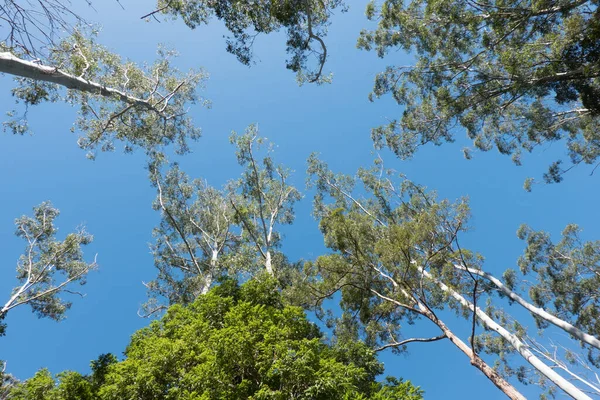 Elevando Altas Árvores Atingindo Céu Para Azul Acima Austrália Monte — Fotografia de Stock