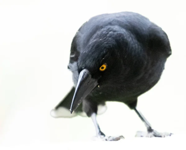 Schwarzer Und Weißer Currawong Vogel Aus Australien Isoliert Auf Weißem — Stockfoto