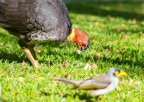 머리를 호주의 칠면조는 잔디밭에서 먹이를 — 스톡 사진