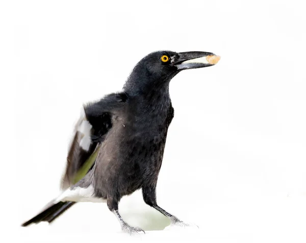 Schwarzer Und Weißer Currawong Vogel Aus Australien Isoliert Auf Weißem — Stockfoto