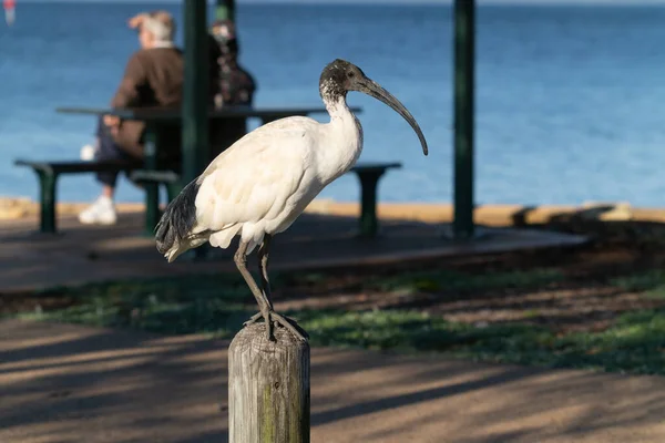 Australian White Ibis Post Park Wellington Point — Stock Photo, Image