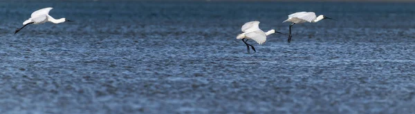 Beautiful Royal Black Billed Spoonbill Wading Feeding Edge Tauranga Harbour — Stock Photo, Image