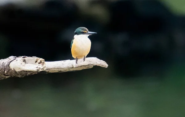 Efect Vopsea Ulei Noua Zeelandă Kingfisher Ramura Veche Bokeh — Fotografie, imagine de stoc