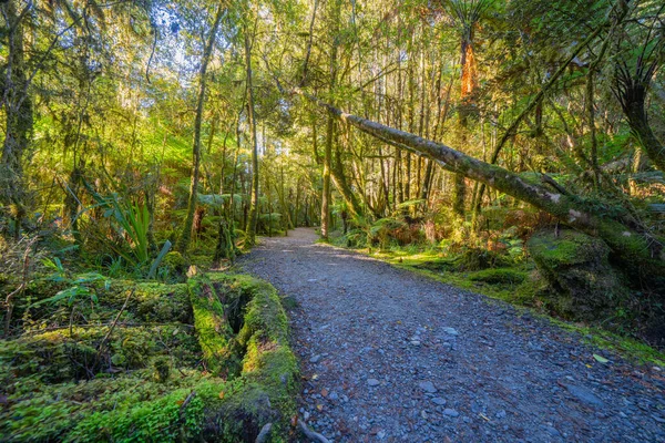 Gravel path through New natural forest at Lake Matheson.