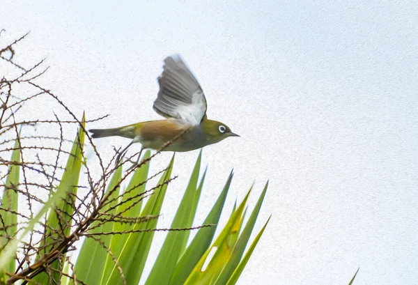 Small bird, silver-eye, in flight past leaf blades of NZ flax. in oil painterly artistic effect