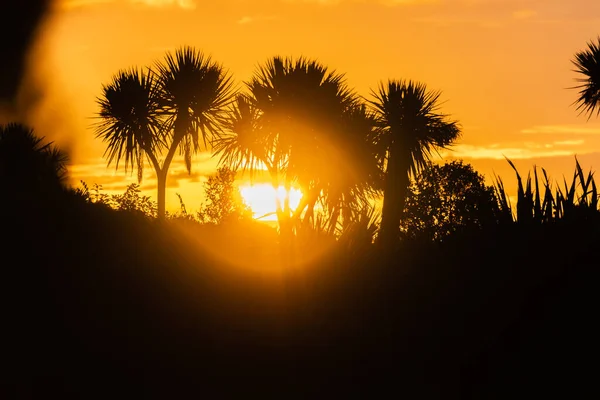 Ciel Doré Coucher Soleil Contre Jour Choux Silhouette Okarito Île — Photo