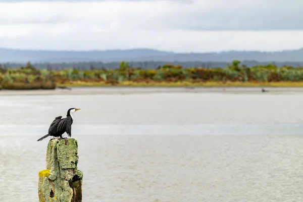 Pied Cormorant Old Wharf Post Covered Lichen Okarito Lagoon West — Stock Photo, Image