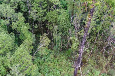 Doğal arka plan görüntüsü Yeni Zelanda yağmur ormanları Batı Yakası, Yeni Zelanda.
