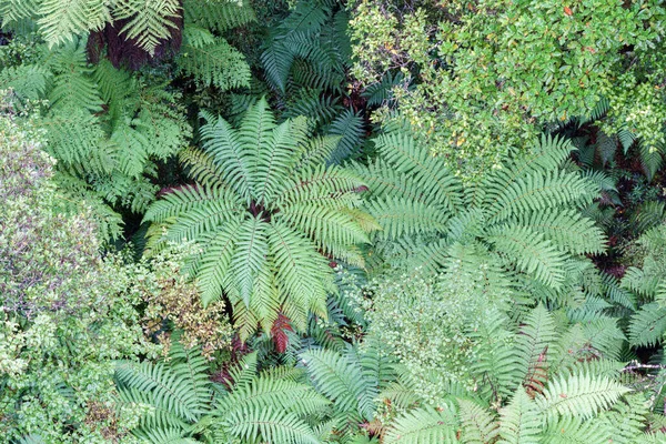 Veduta Aerea Della Corona Felci Nuova Zelanda Foresta Pluviale Naturale — Foto Stock