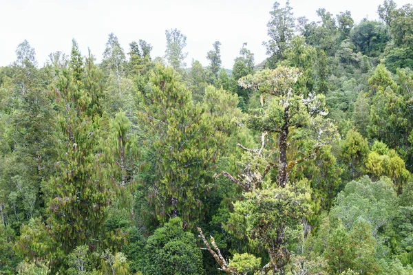 Fondo Naturale Vista Aerea Nuova Zelanda Foresta Pluviale Della Costa — Foto Stock