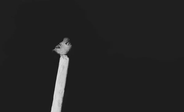 Звичайний Будинок Горобець Сідає Мертву Гілку Ізольовано Чорному — стокове фото