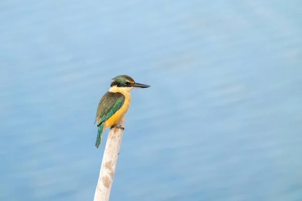 Beautiful New Zealand Sacred Kingfisher Portrait — Stockfoto