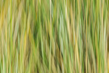 Sulak arazi bitkilerinde doğanın soyut desenleri yakın plan sazlıklar..