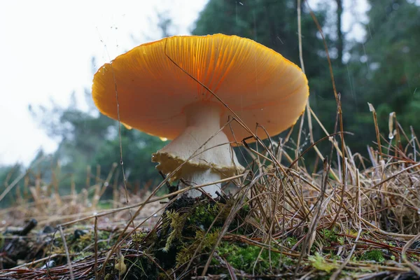 Wild Mushroom Rainforest Floor South Island New Zealand — Stock Photo, Image