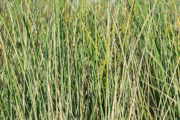 Wetland Vegetation Green Reeds Close — Stockfoto