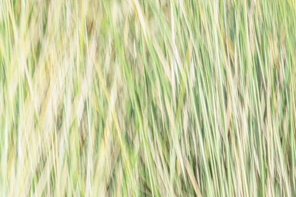 Abstrakte Muster Der Natur Feuchtgebietsvegetation Mit Grünem Schilf Nahaufnahme — Stockfoto