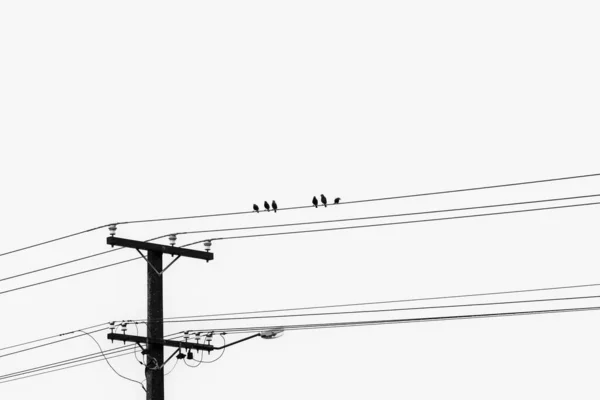 Minimalist Six Starlings Perching Power Lines Monochrome — Stockfoto