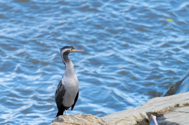 Yeni Zelanda, Hokitika 'daki dalgakıran kayalıklarında su kenarında sevişme tespit etti..