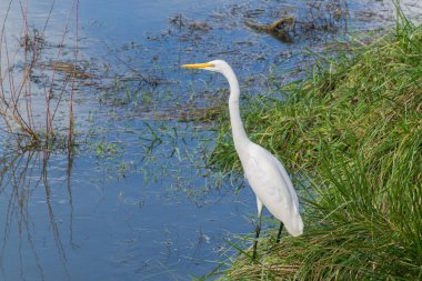Büyük beyaz balıkçıl Hokitika Güney Adası Yeni Zelanda 'nın sulak alanının beslenme sınırında..