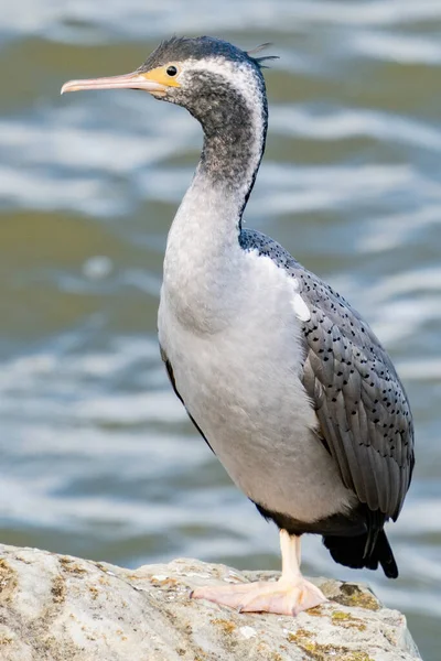 Nouvelle Zélande Shag Repéré Bord Des Eaux Sur Les Rochers — Photo