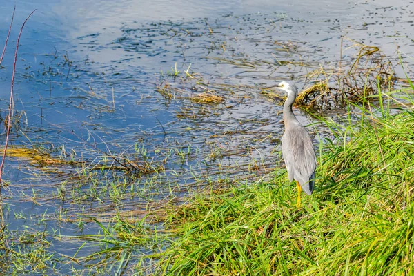 White Faced Heron Standing Still Edge Wetland Waiting Opportunity Catch — Fotografia de Stock