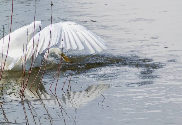 Great White Heron Hunting Gathering Fish Prey Edge Wetland Hokitika — Stock Photo, Image