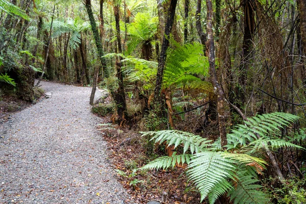 Gravel Walking Path Winding Natural New Zealand Rainforest — Stock Photo, Image