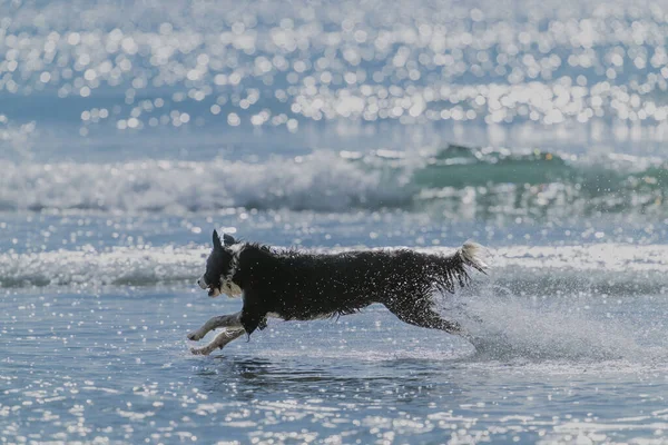 Черно Белая Длинноволосая Собака Резвится Играет Серфинге Горе Маунгануи — стоковое фото