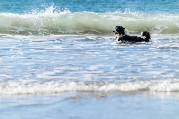 Черно Белая Длинноволосая Собака Резвится Играет Серфинге Горе Маунгануи — стоковое фото