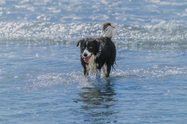 Black White Long Haired Dog Frolicking Playing Surf Mount Maunganui — Stock Photo, Image