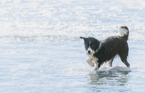 Black White Long Haired Dog Frolicking Playing Surf Mount Maunganui — ストック写真