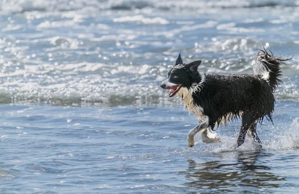 Black White Long Haired Dog Frolicking Playing Surf Mount Maunganui — ストック写真