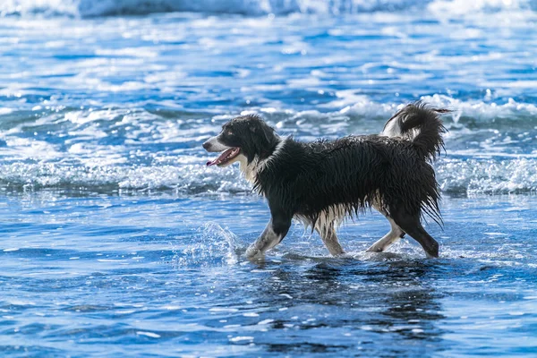 Black White Long Haired Dog Frolicking Walking Wet Surf Mount — ストック写真