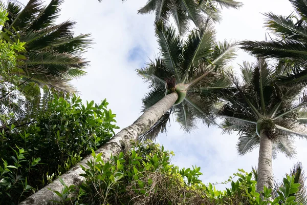 Low Point View Looking Trunks Nikau Palm Trees — Fotografie, imagine de stoc
