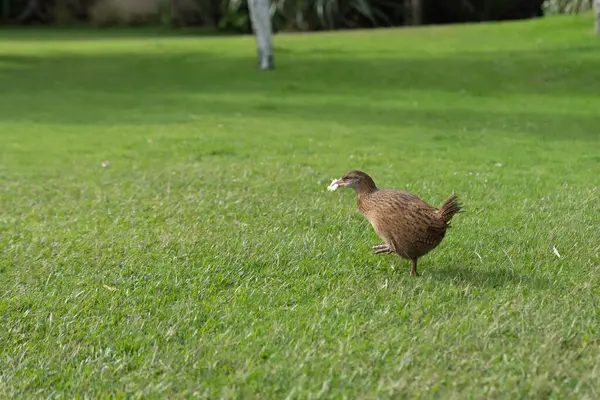Нова Зеландія Нелітаючий Птах Блукає Газоні — стокове фото