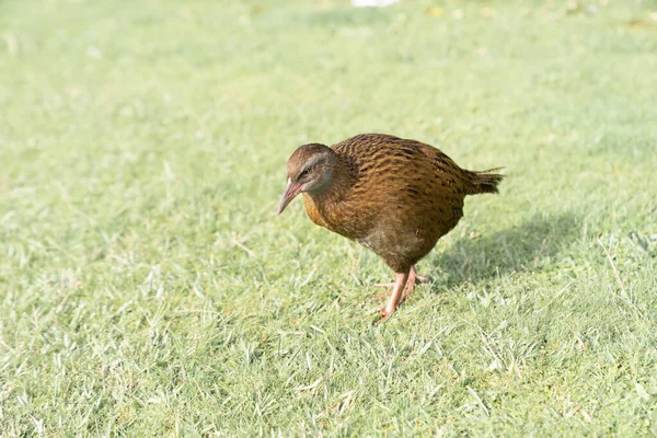 Nueva Zelanda Weka Pájaro Sin Vuelo Deambulando Por Césped — Foto de Stock