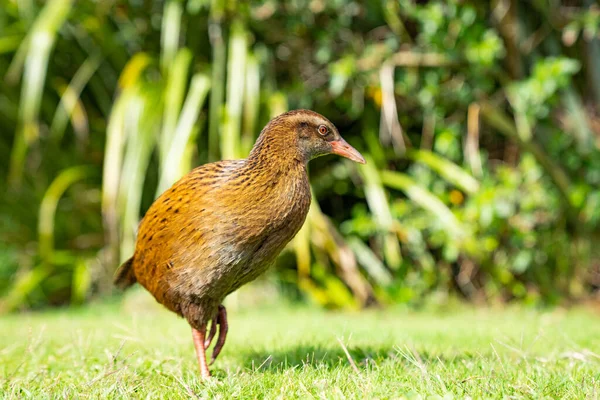 Yeni Zelanda Weka Uçamayan Kuş Çimenlerde Geziniyor — Stok fotoğraf