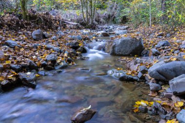 Murray Deresi, Yeni Zelanda, Reefton 'daki çalılıkların arasından yavaşça kayalık nehir yatağından akıyor..