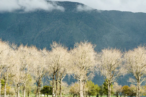 Холмы Образуют Фон Ряду Лиственных Лиственных Деревьев Поле — стоковое фото