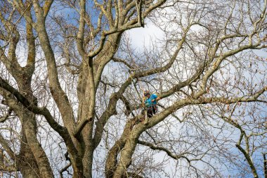 Tauranga Yeni Zelanda - 9 Temmuz 2022; Yapraksız ağaç budamada yüksek kadın kask takarak güvenli bir şekilde bağlandı.