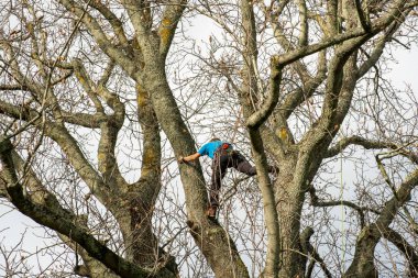 Tauranga New Zealand - July 9 2022;Young woman high in leafless tree trimming safely secured by ropes wearing helmet.