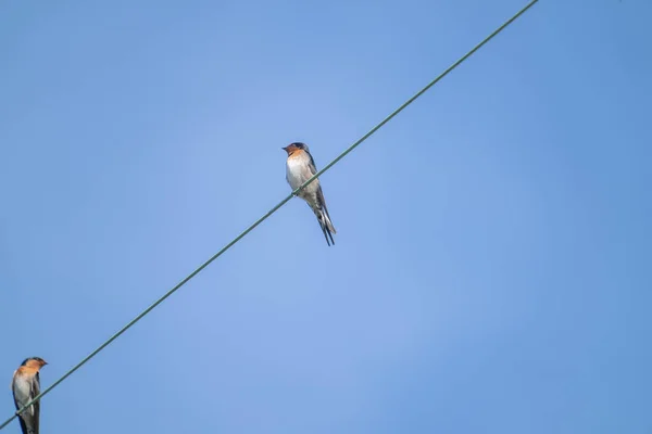 One Small Welcome swallow high on power-line against blue sky.