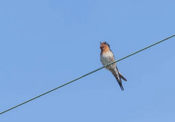 One Small Welcome swallow high on power-line against blue sky.